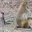 ZMB NOR SouthLuangwa 2016DEC10 NP 009 : 2016, 2016 - African Adventures, Africa, Date, December, Eastern, Month, National Park, Northern, Places, South Luangwa, Trips, Year, Zambia
